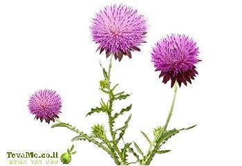 כמוסות גדילן מצוי Silybum Marianum ברא צמחים