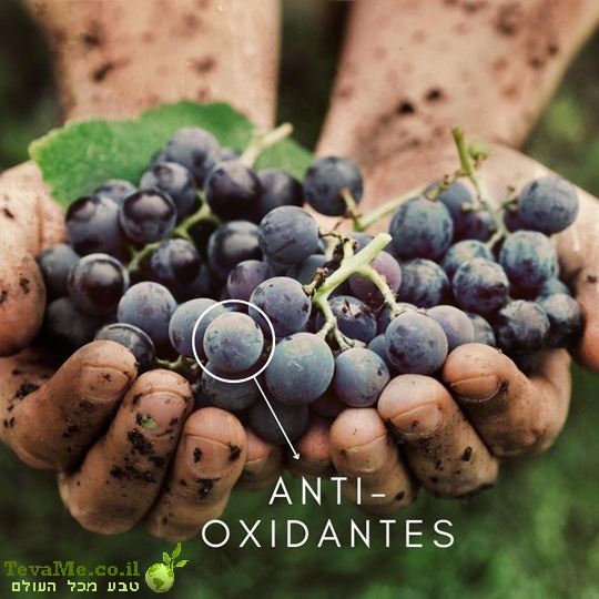 סבון וילה סולה ענבים אדומים מקיאנטי Villa Sole Rosso Divino del Chianti Nesti Dante