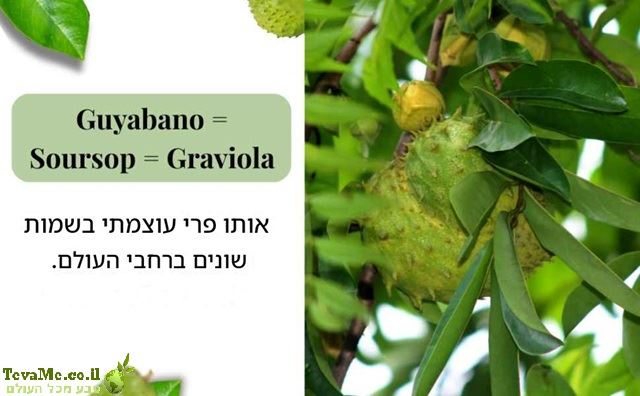 תה גויאבנו טהור Pure Guyabano Tea