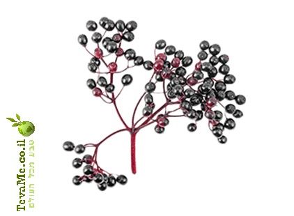 סמבוק שחור אורגני Sambucus nigra ברא