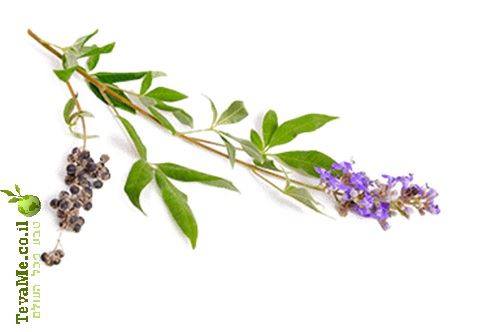 כמוסות שיח אברהם מצוי אורגני Vitex Agnus Castus ברא צמחים