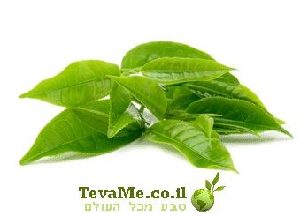 כמוסות תה ירוק פיטוזום GreenSelect Camelia sinensis ברא צמחים
